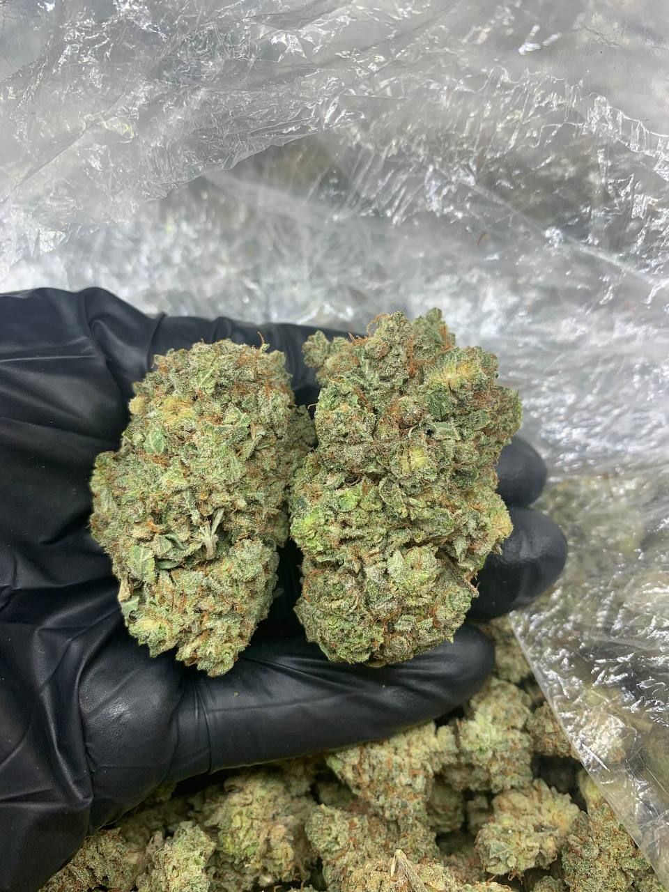 Cinderella 99 Strain Mega Cannabis Shop